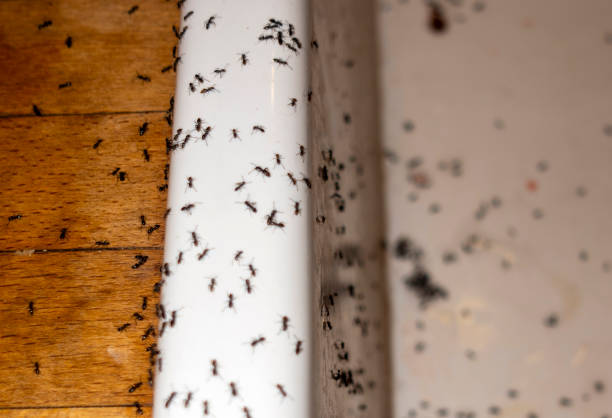 Best Flea Control Services  in Cushing, OK